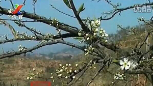 信宜钱排李花即将进入盛开时节 喜欢观看的朋友不容错过 信宜钱排李花即将进入盛开时节 喜欢观看的朋友不容错过